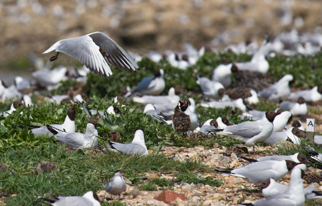 Black Headed Gull chick feed