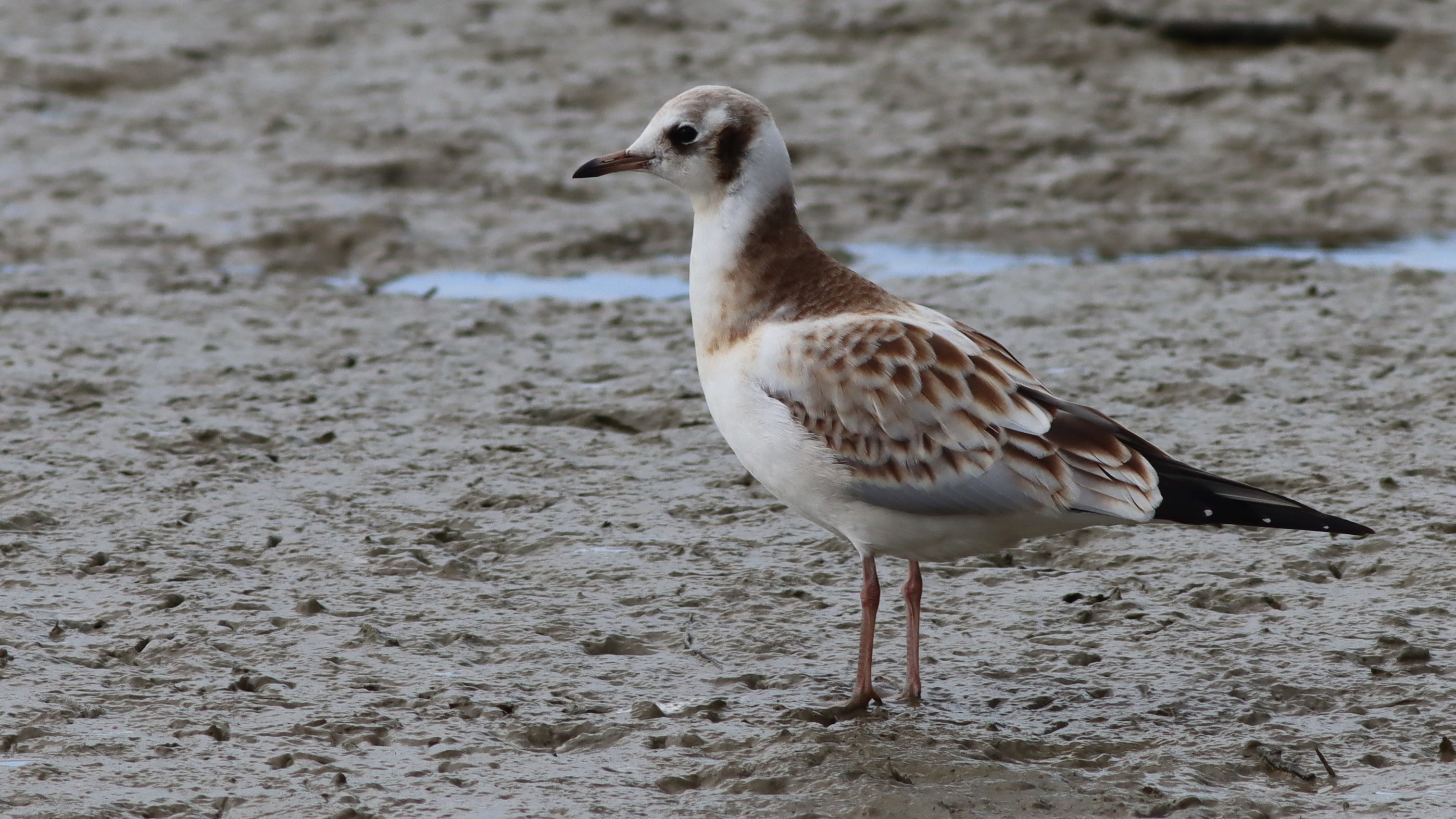 black-headed gull (juvenile)