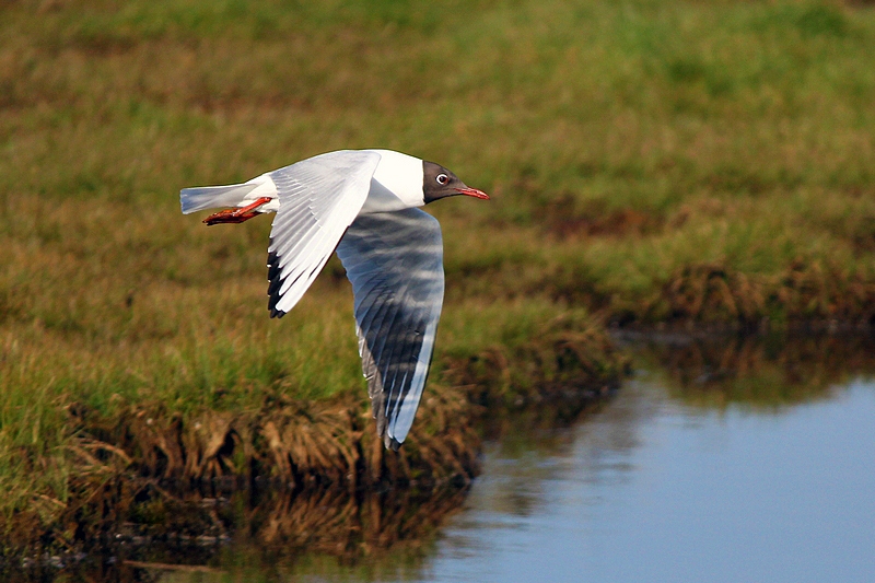 Black-headed gull