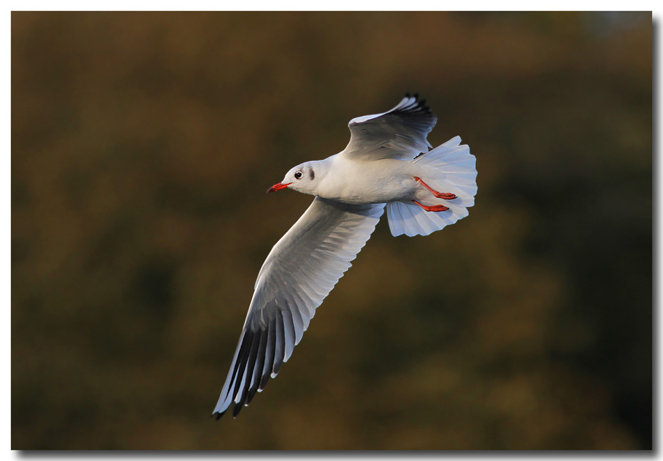 Black-headed gull