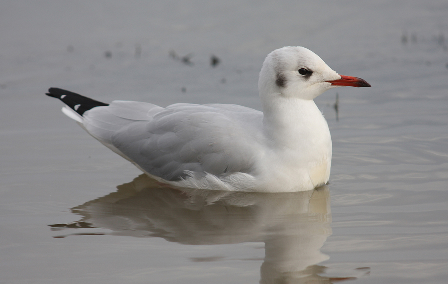 Black-headed Gull