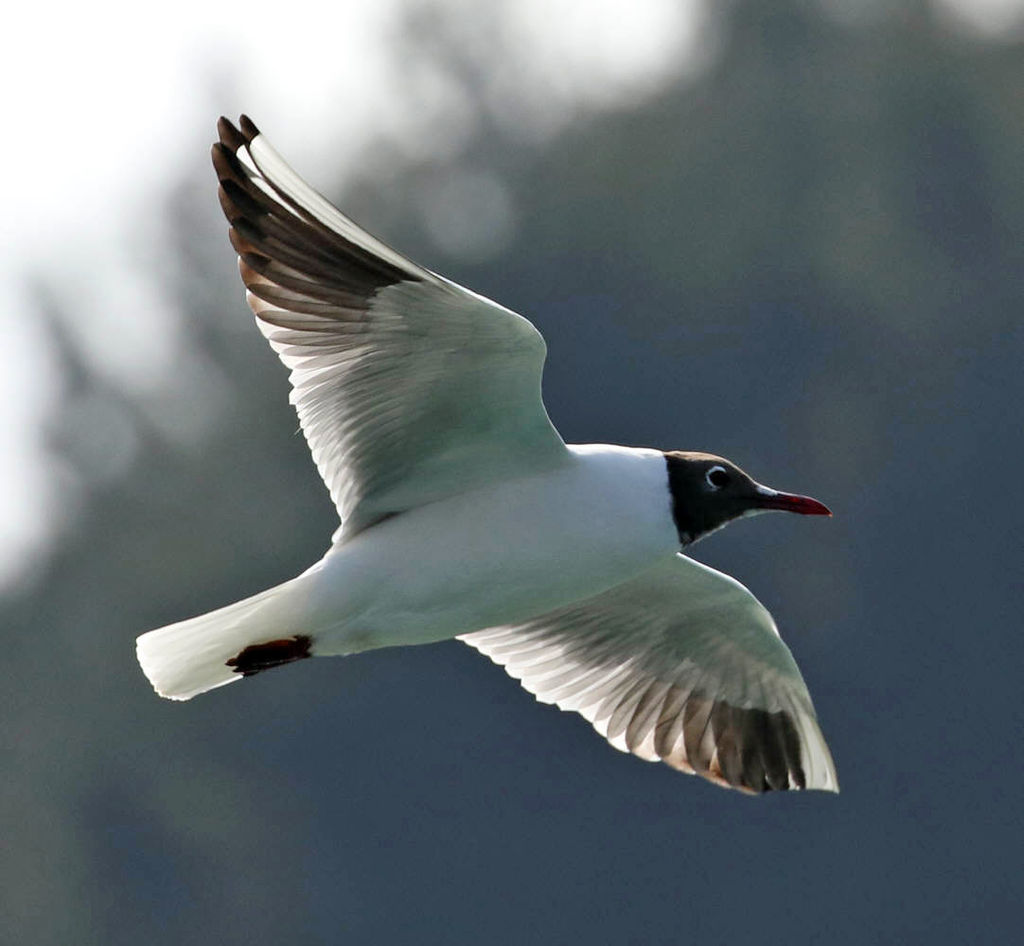 Black-headed Gull