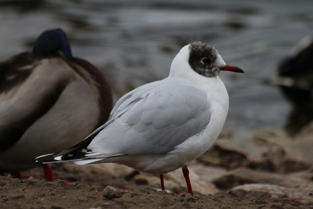 Black-headed Gull