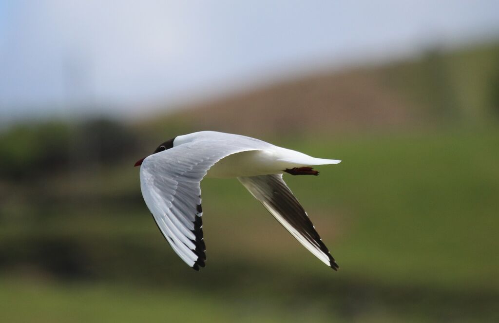 Black-headed Gull