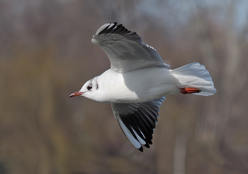 Black-headed Gull