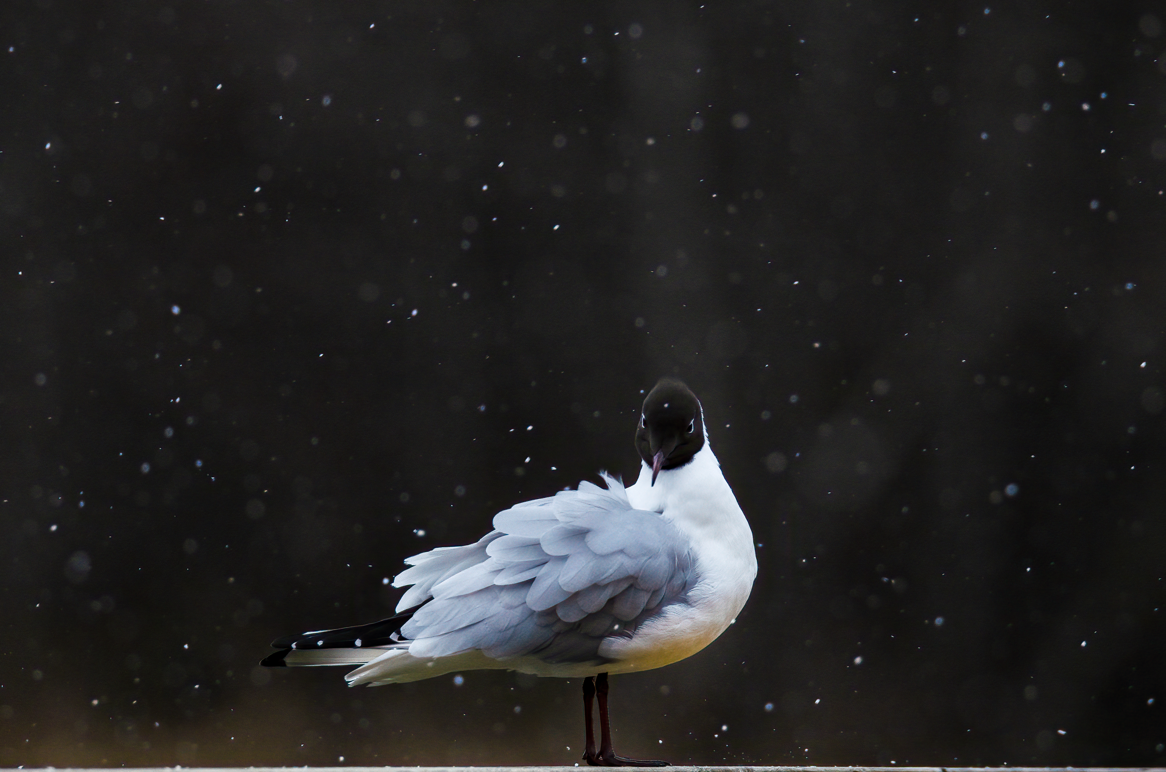 Black headed gull