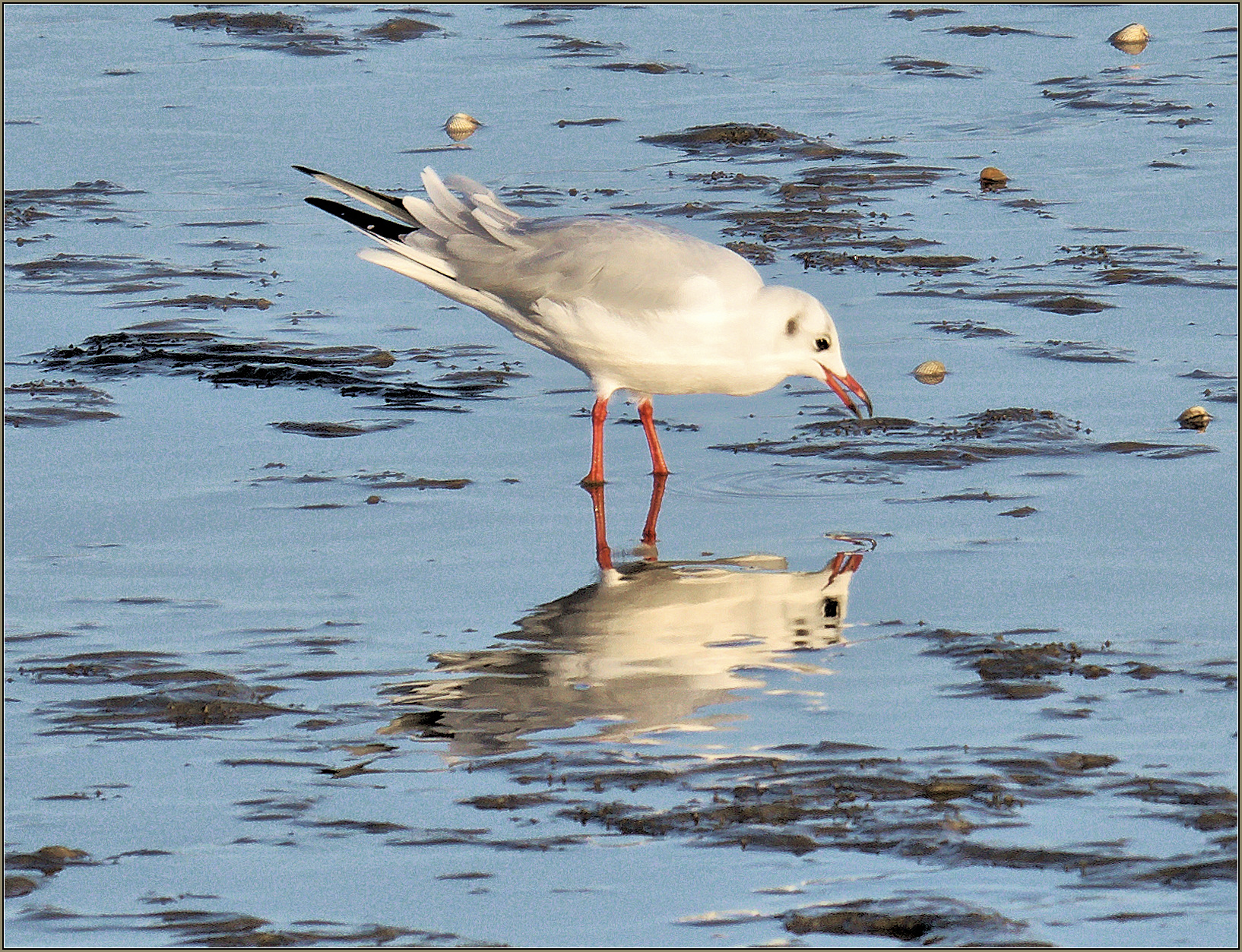 Black-headed Gull