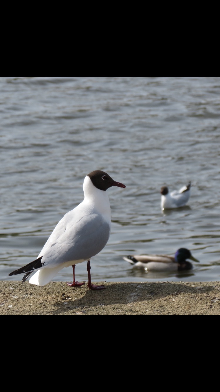 Black headed gull