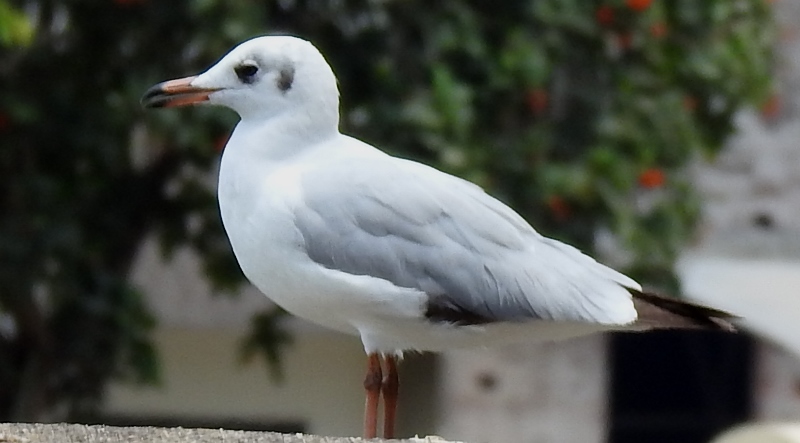 Black-headed Gull