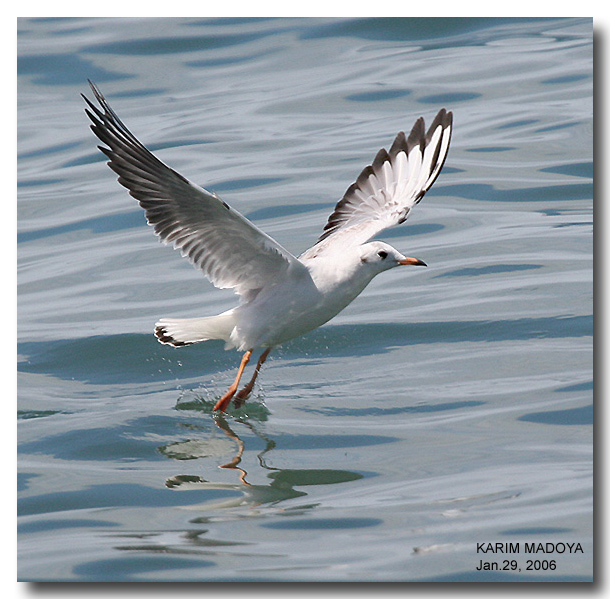 Black-headed Gull