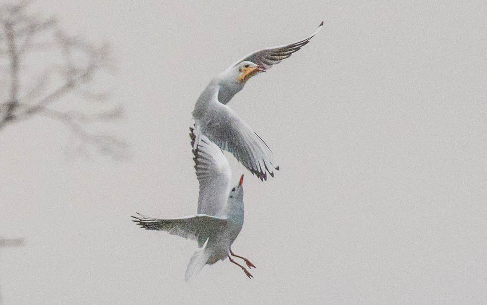 Black-headed Gulls