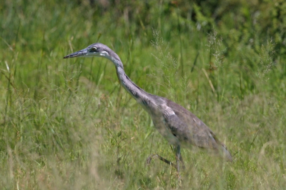 Black-Headed Heron