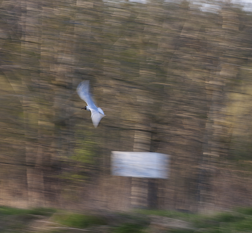 Black-headed Scenery