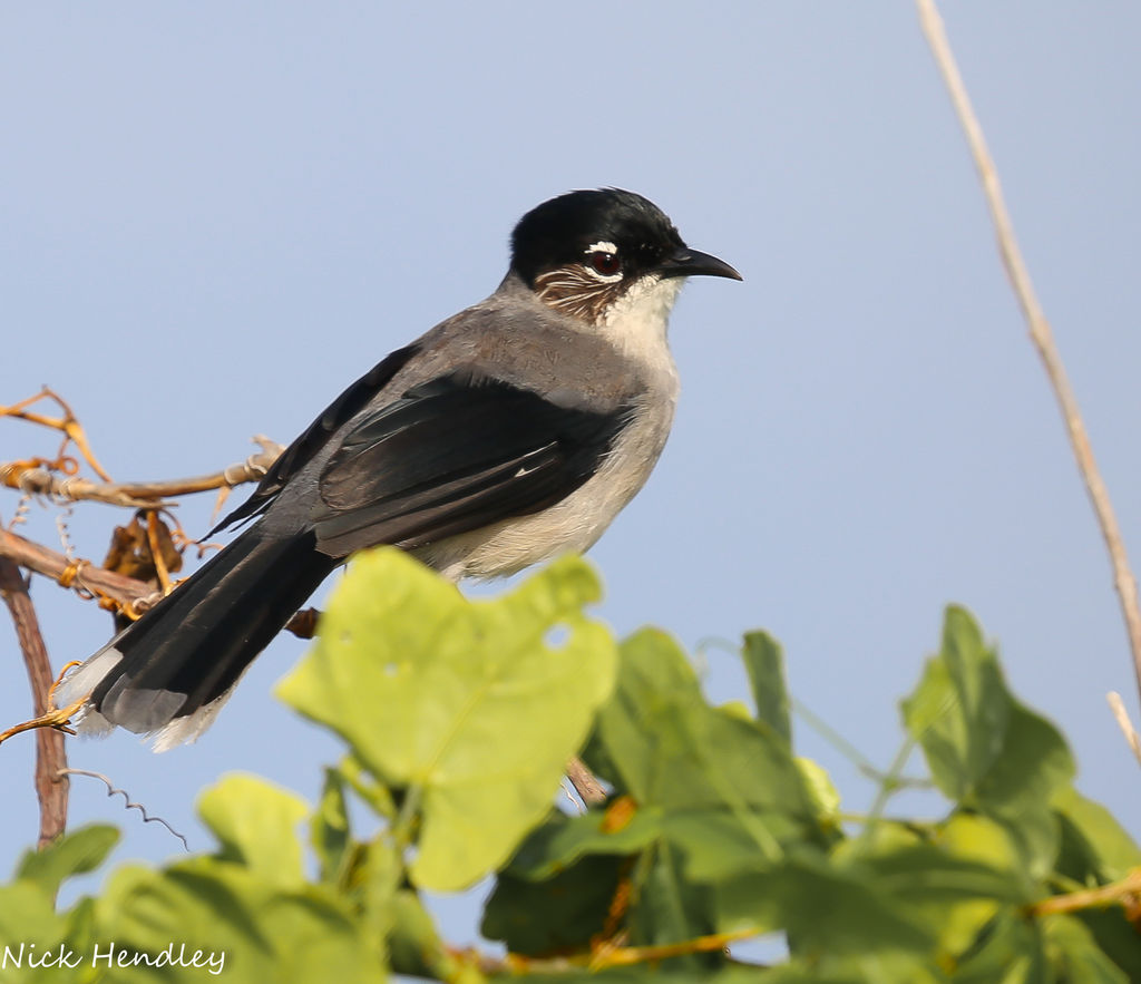 Black Headed Sibia