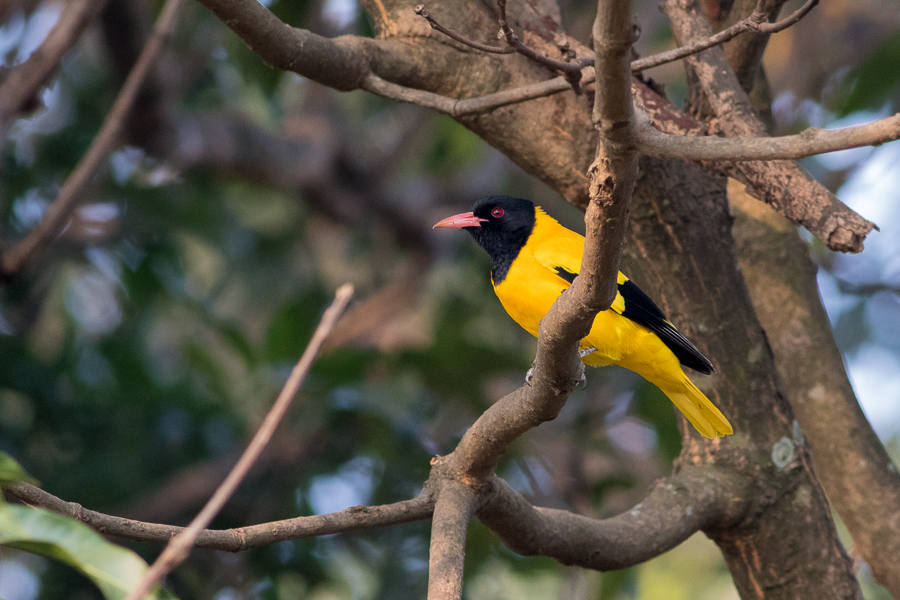 Black-hooded Oriole