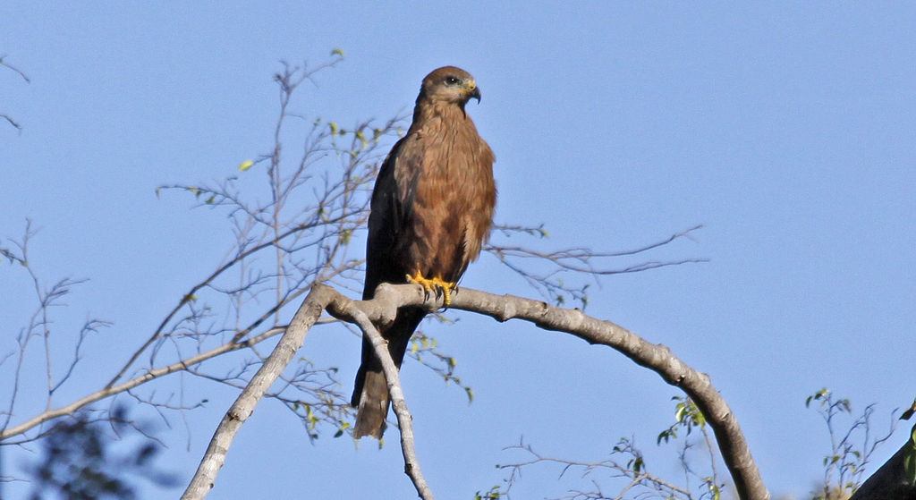 Black Kite