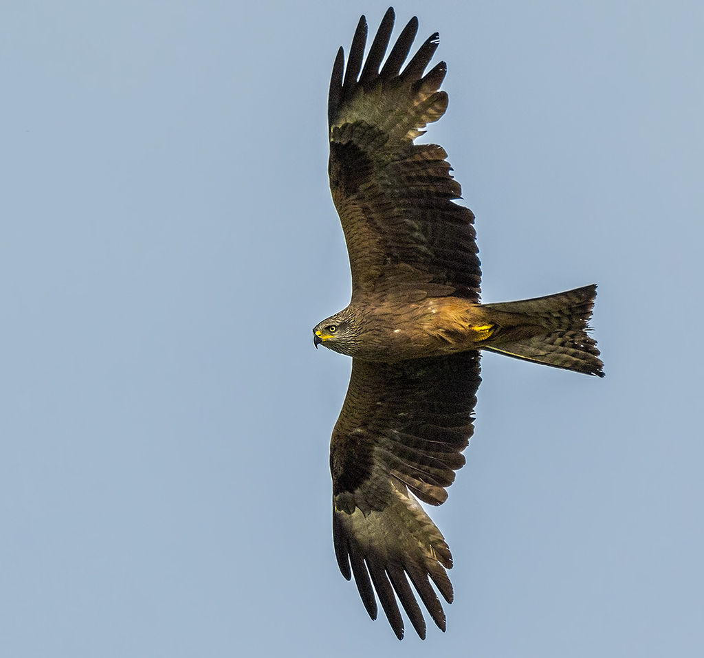 Black kite