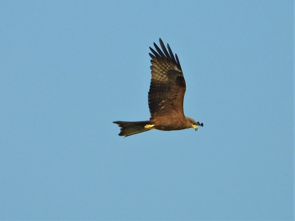 Black Kite