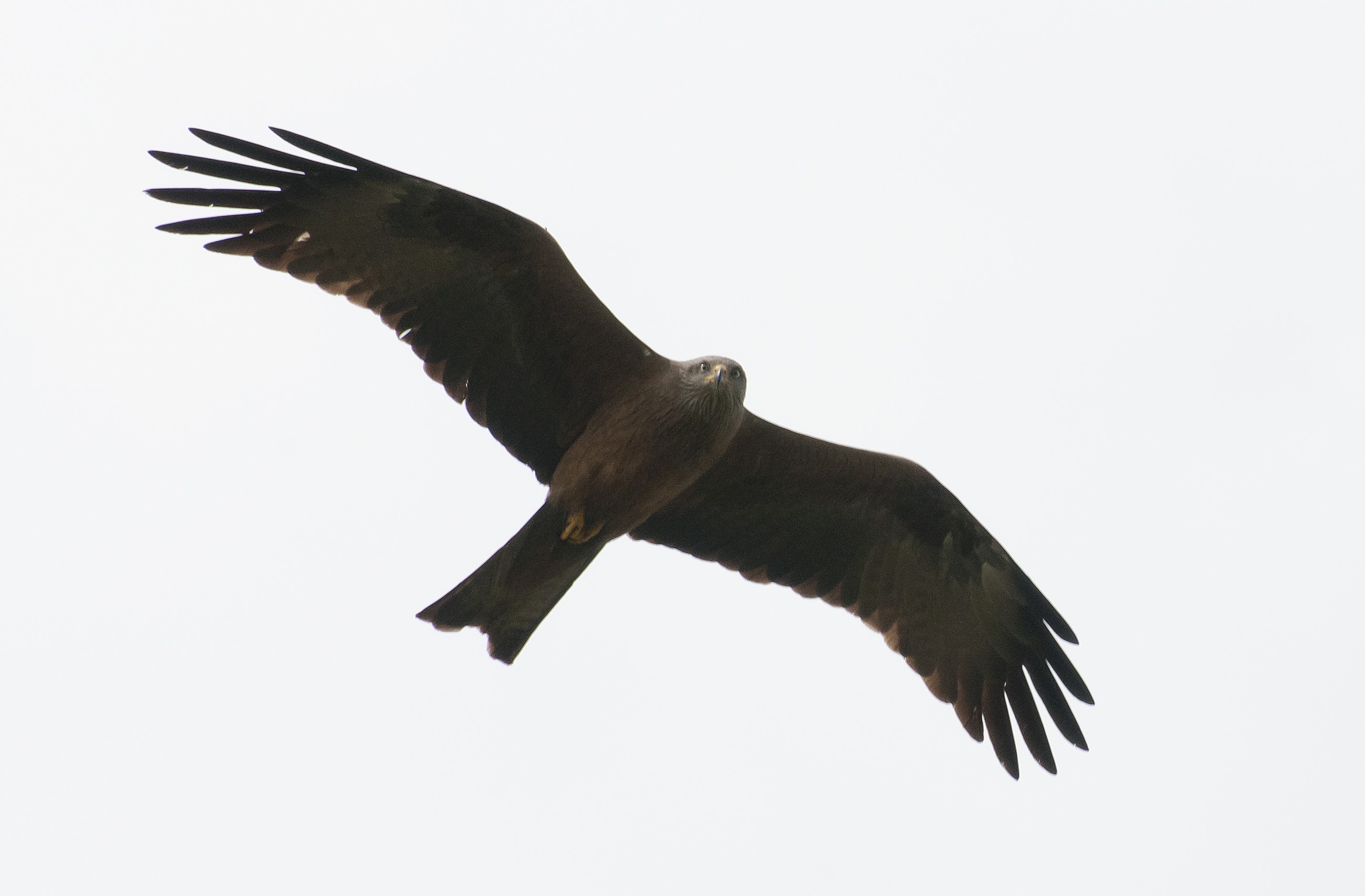 Black kite