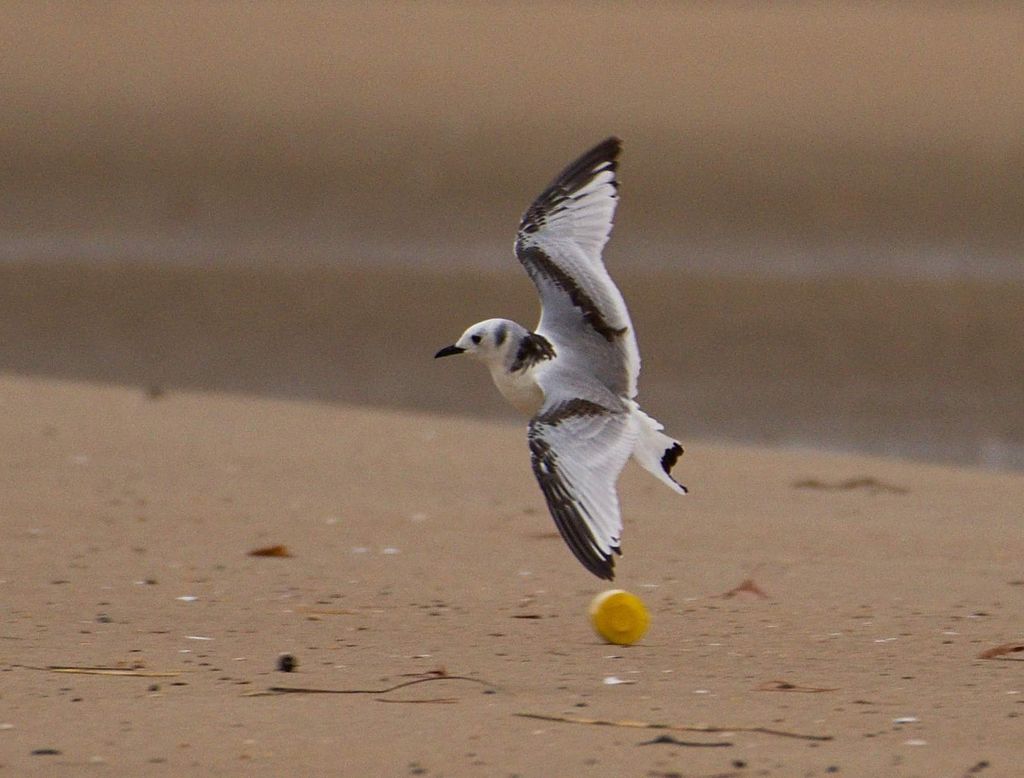 Black-legged kittiwake