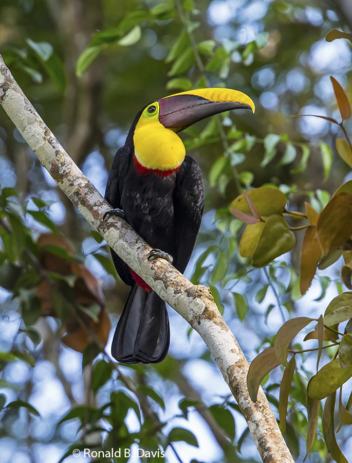 Black-mandibled Toucan C-RICA SER 2