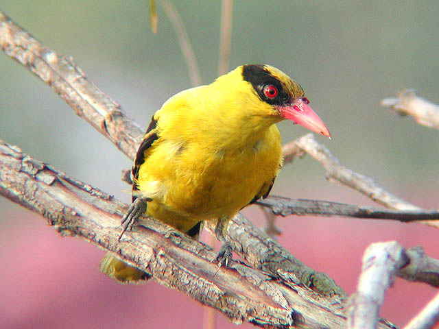 Black-naped oriole