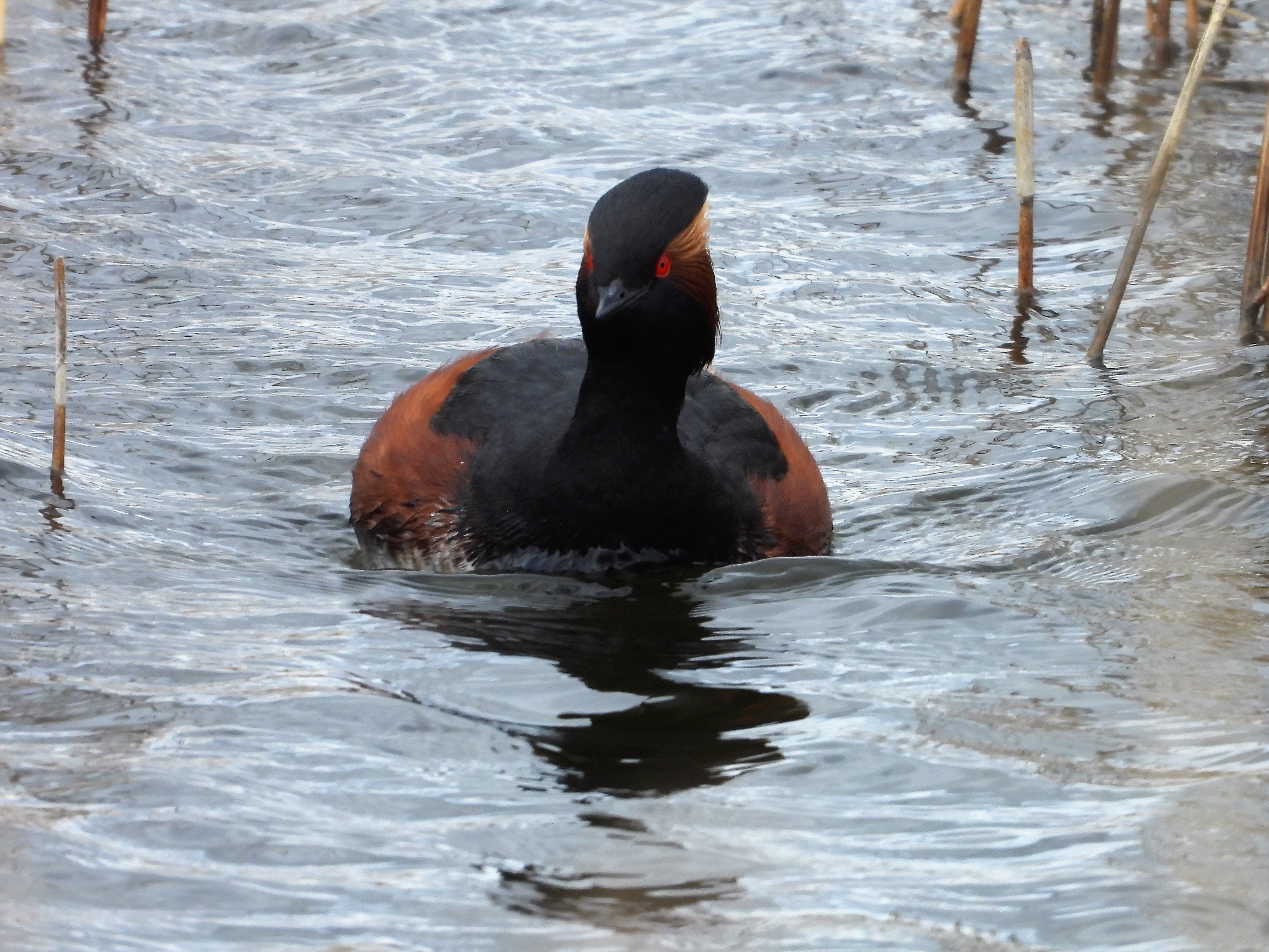 Black necked Grebe 1.JPG