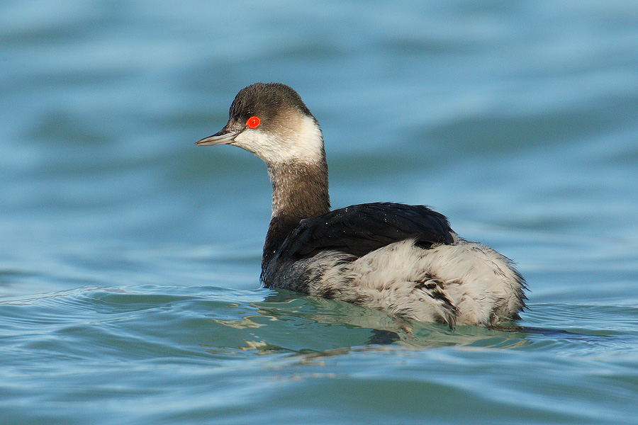 black necked grebe