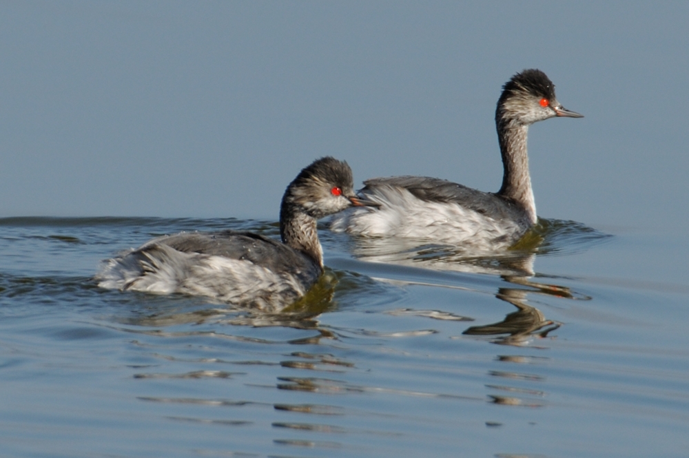 Black-necked Grebe