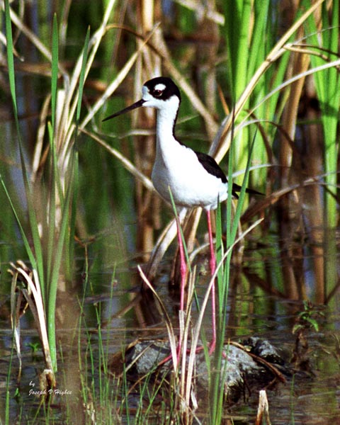 Black-necked Stilt