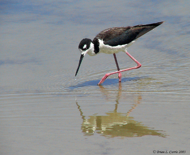 Black-necked Stilt