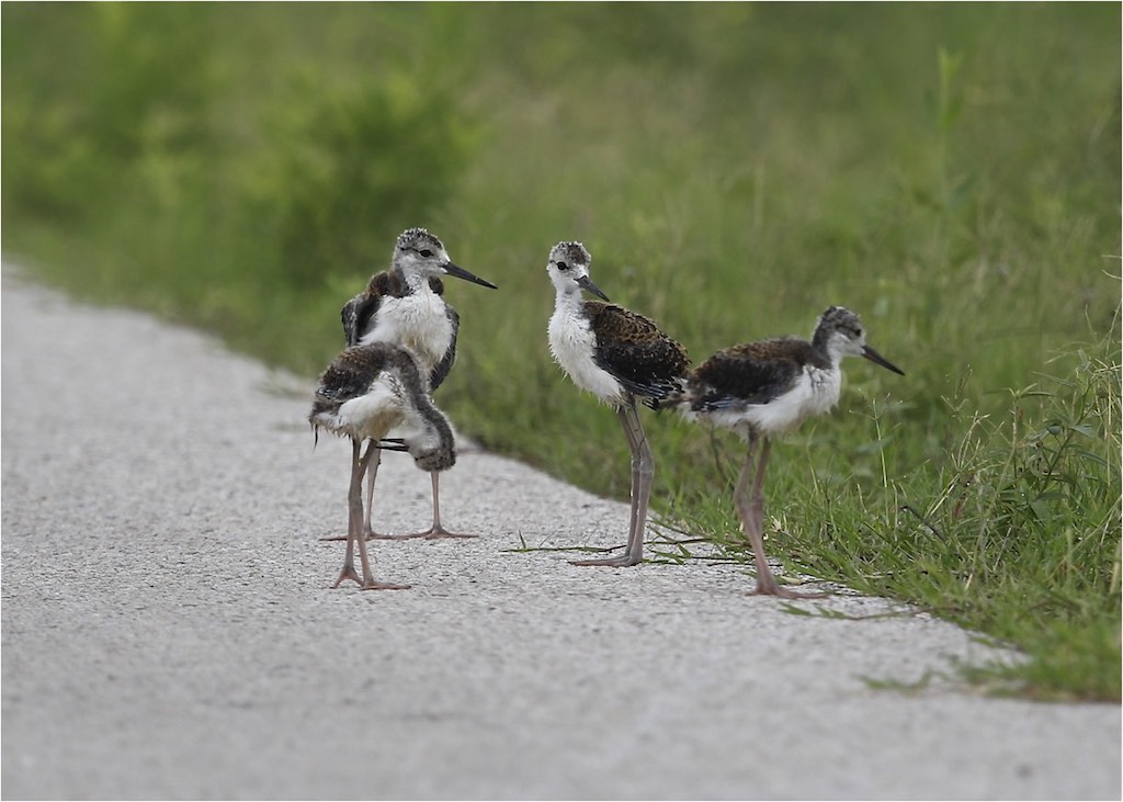 Black-necked Stilts (chicks)