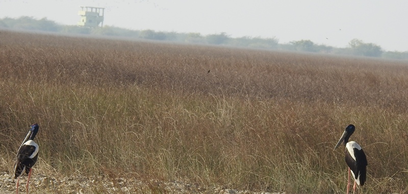 Black-necked Stork Pair