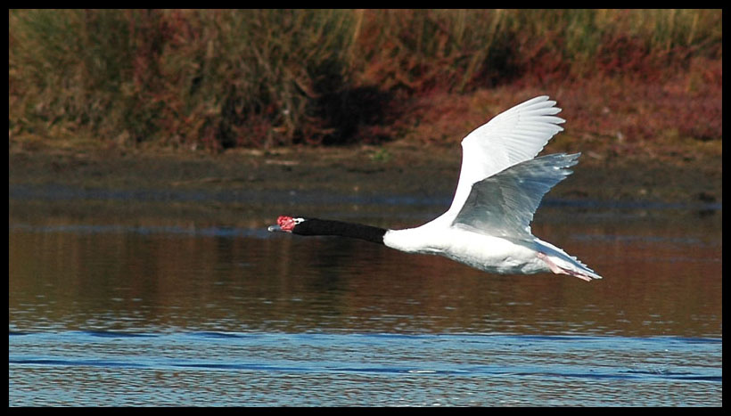 Black-necked Swan