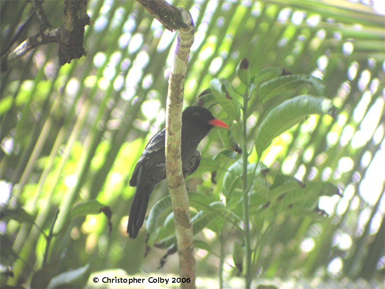 Black Nunbird