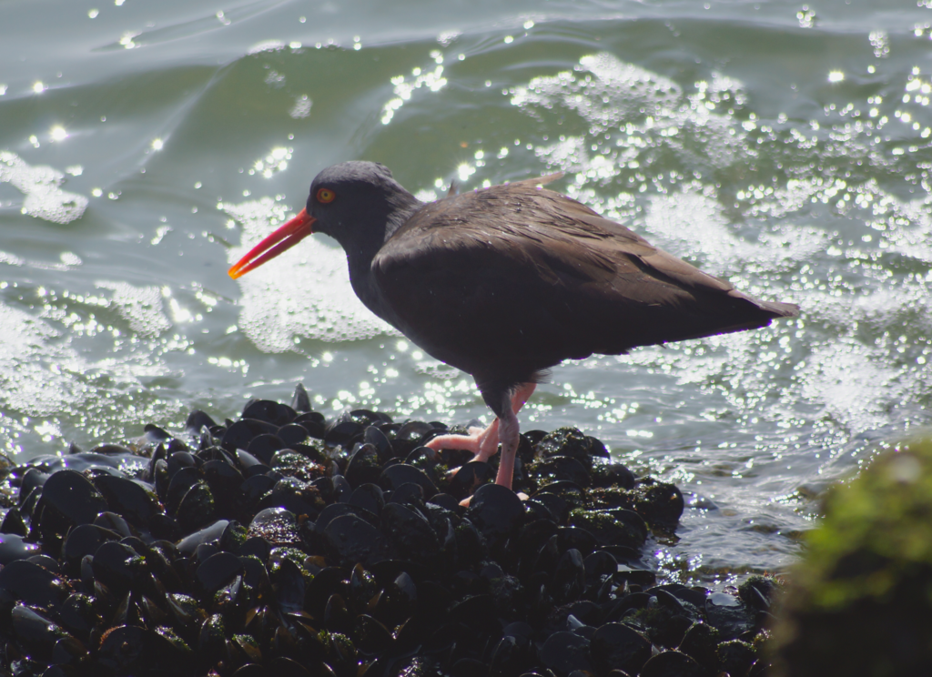 Black Oystercatcher