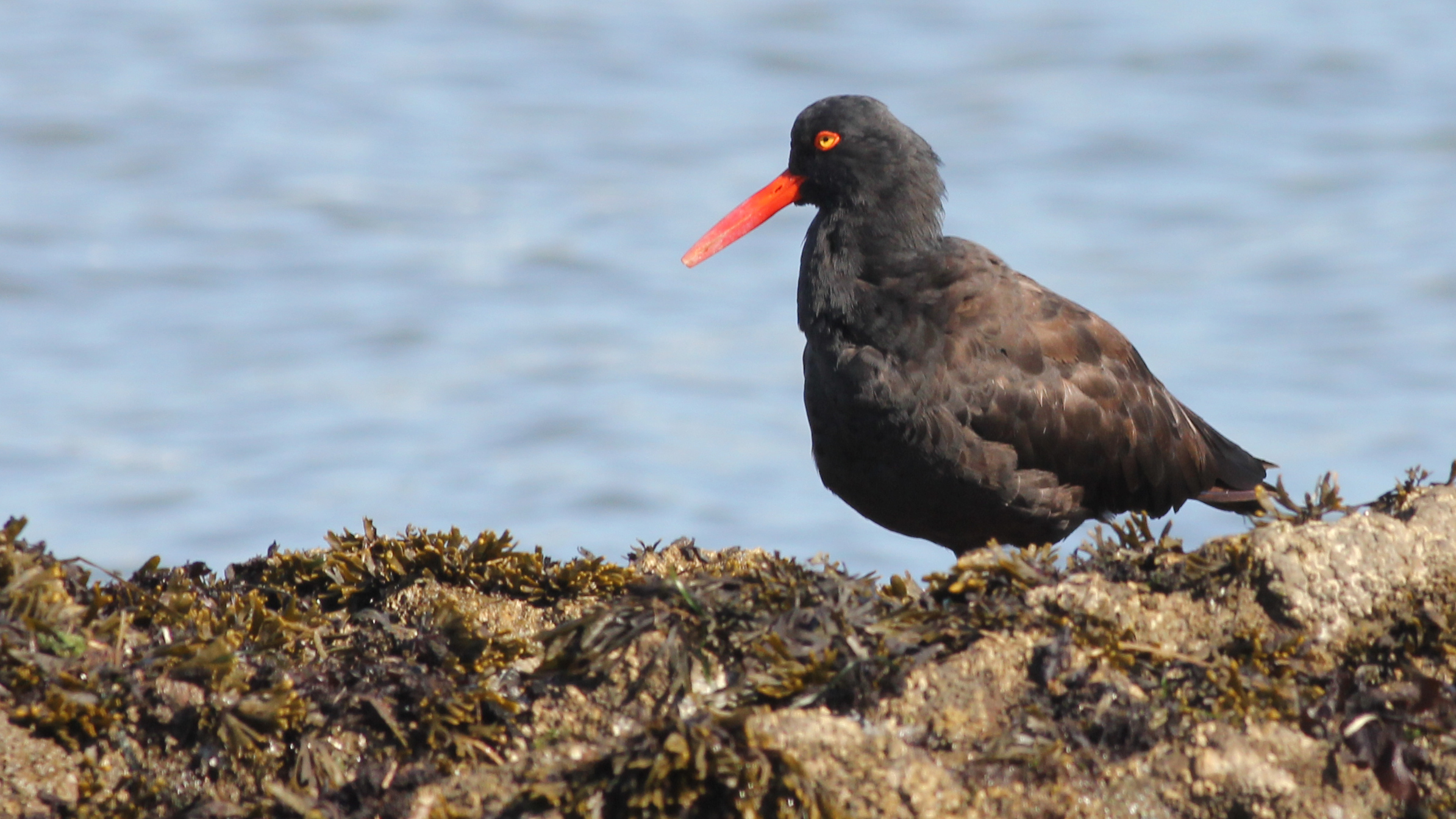 black oystercatcher