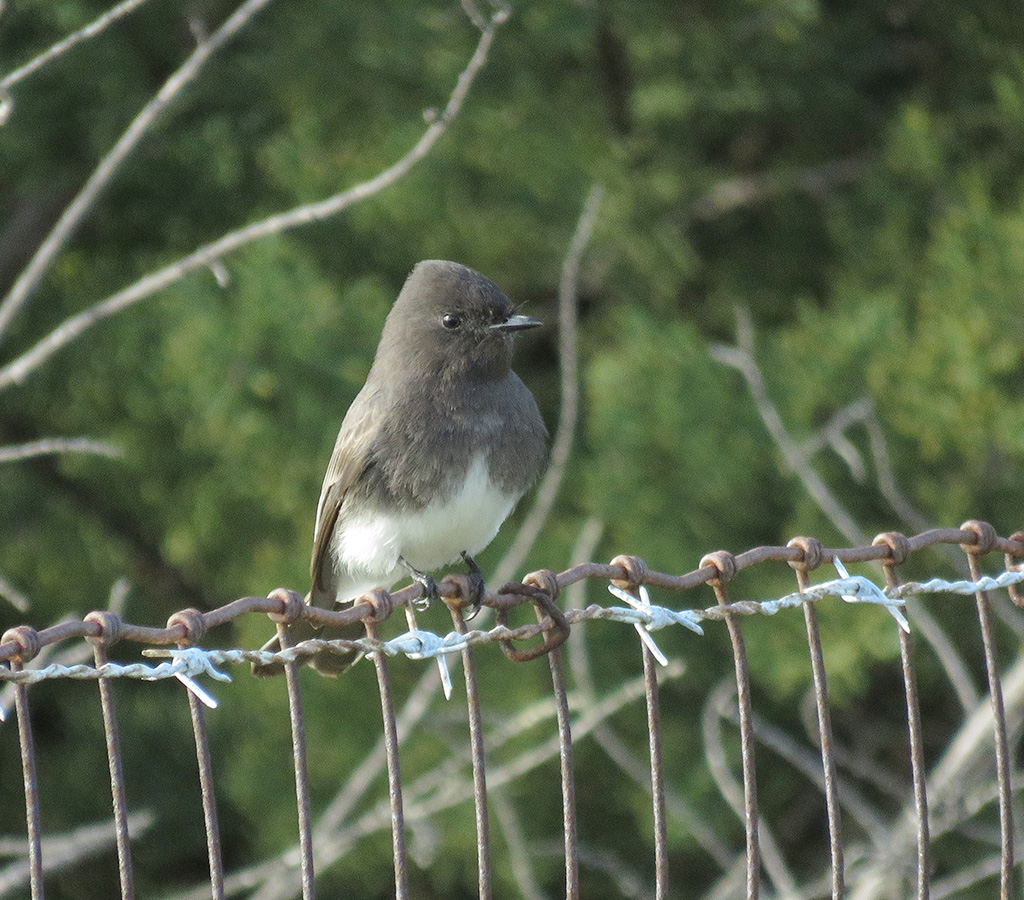 Black Phoebe