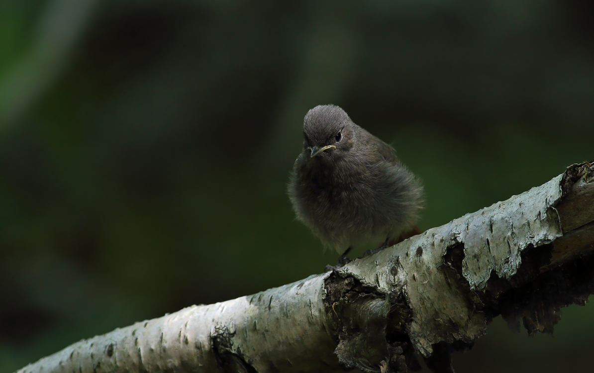 Black redstart juvenile