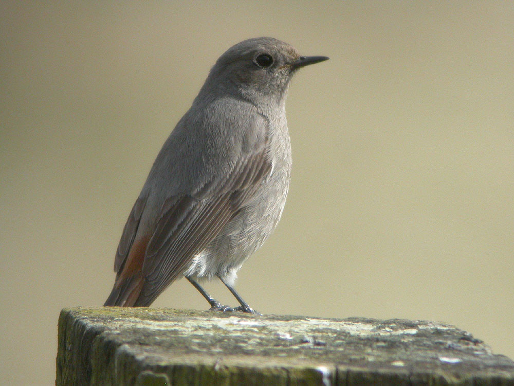 Black Redstart