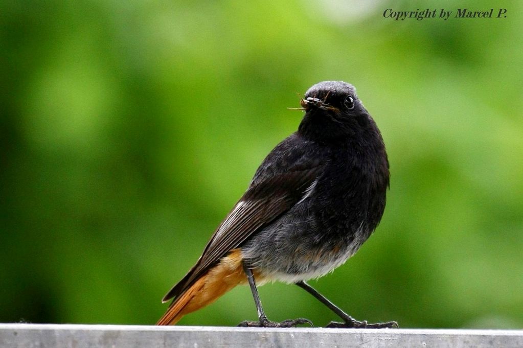 Black Redstart