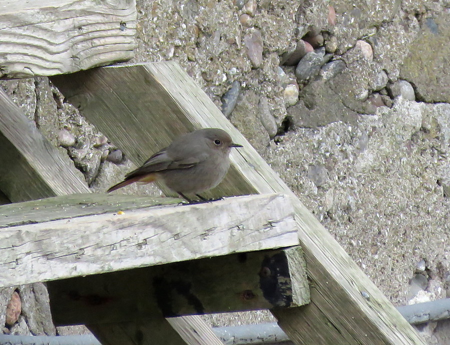 black redstart