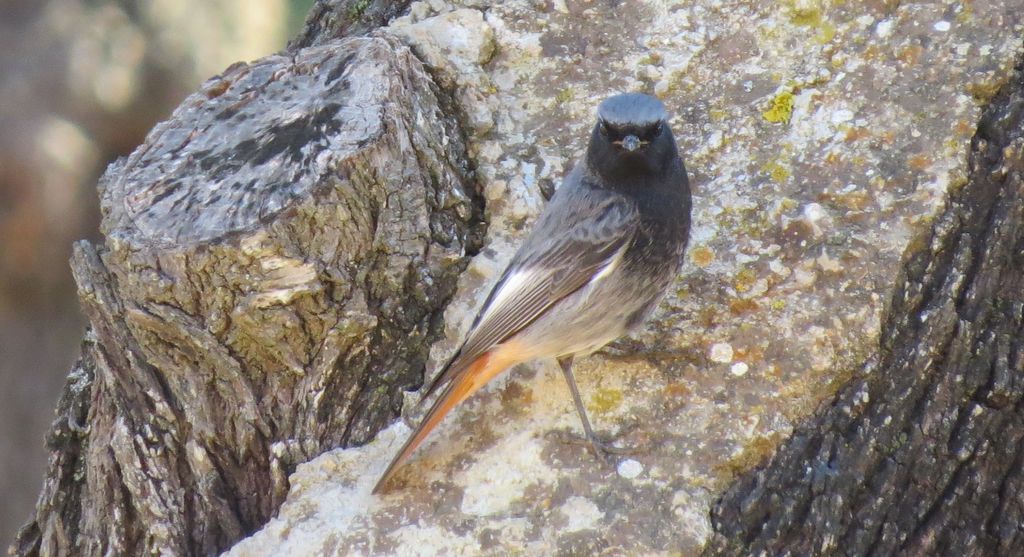 Black Redstart