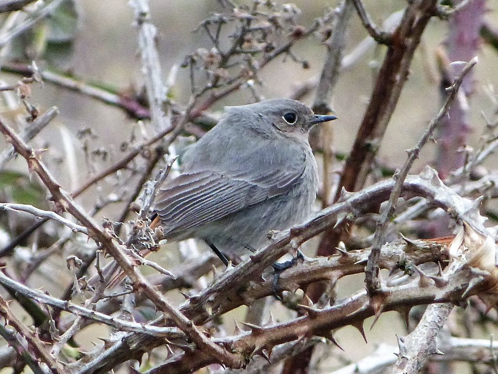 Black Redstart