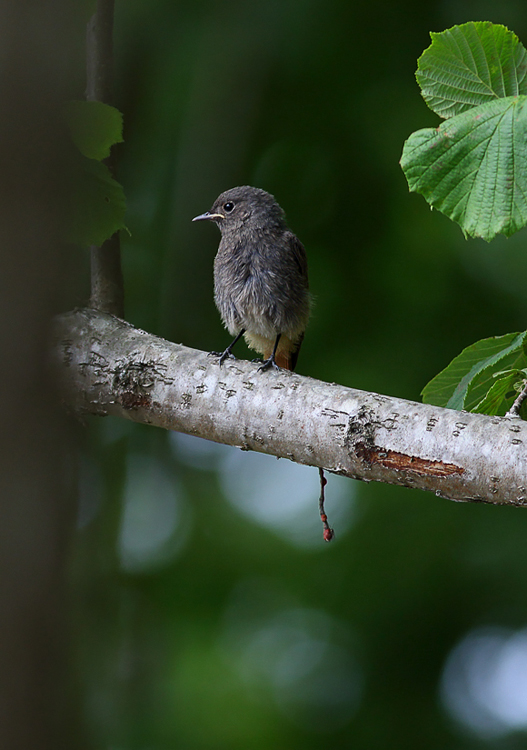 Black redstart