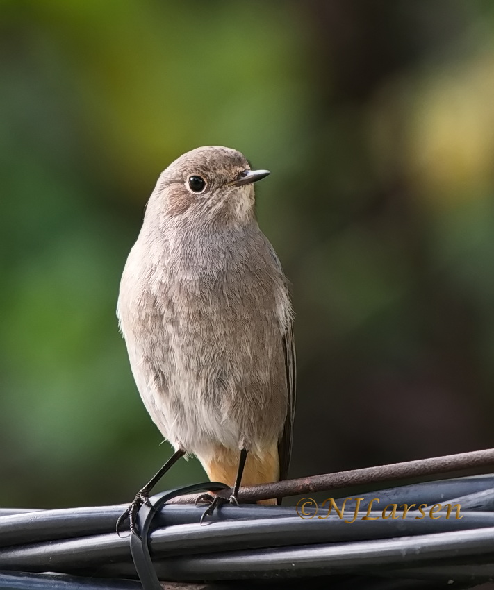 Black Redstart