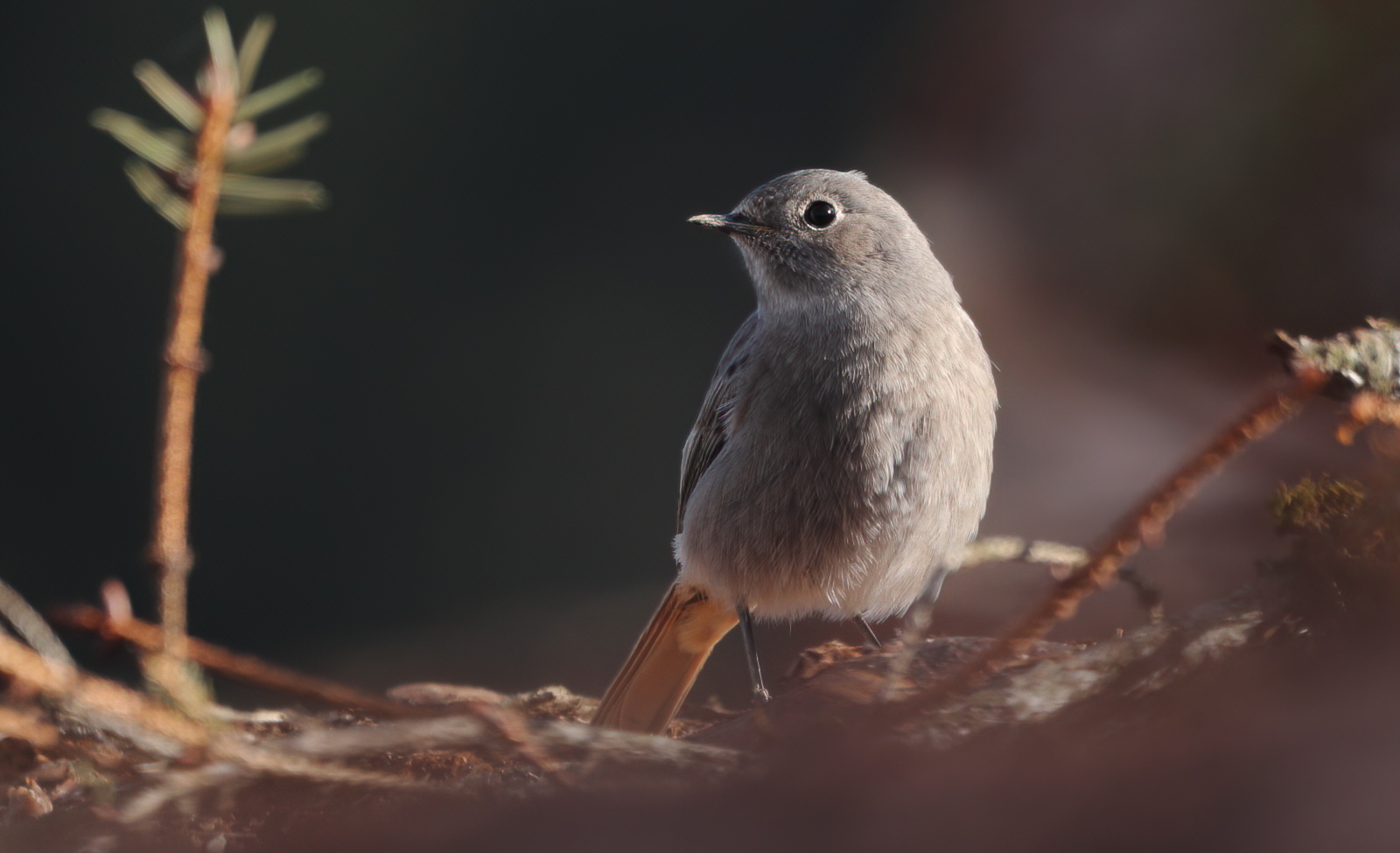 Black redstart