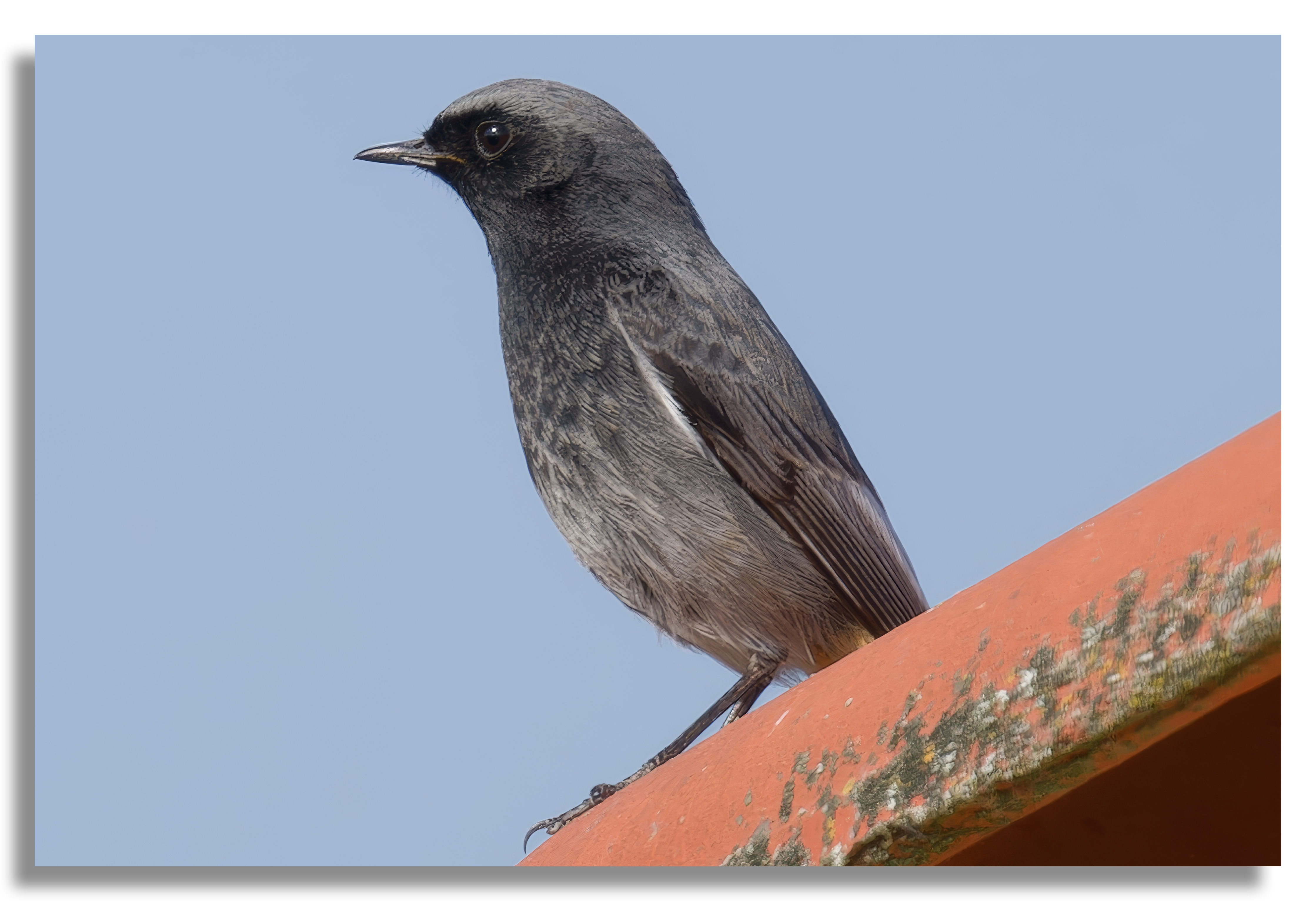 Black Redstart