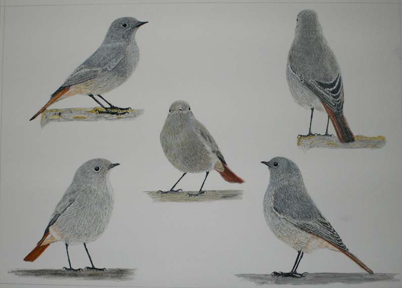 Black Redstarts