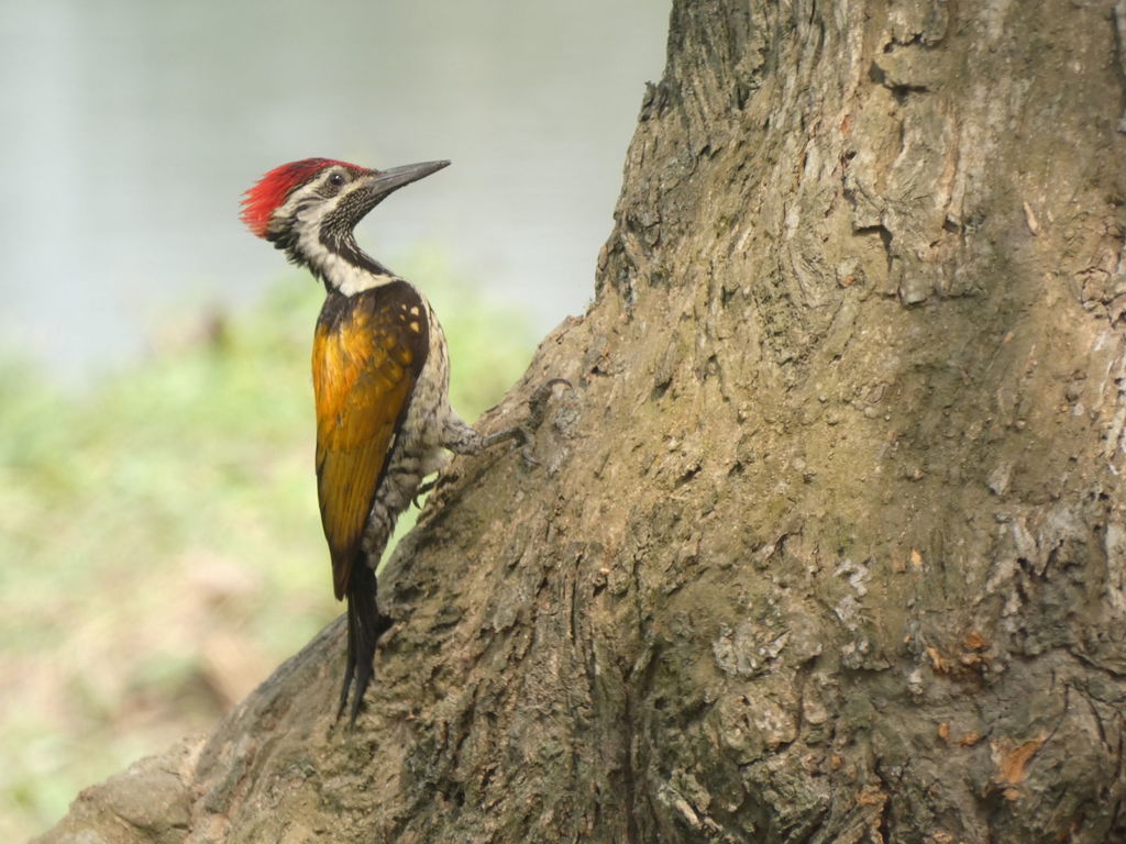 Black-rumped Flameback